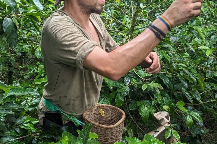 Three-Day Private Coffee Farm Immersion in Filadelfia, Colombia photo 4