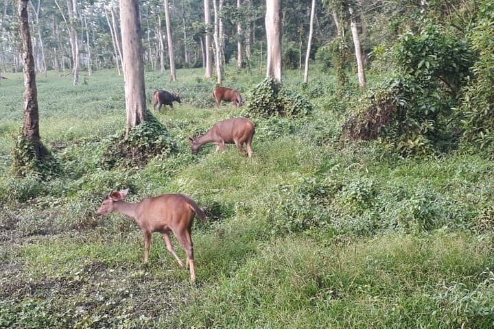 7-Day Kathmandu to Pokhara, Chitwan & Lumbini Tour — Himalayas, Lakeside Sunrise & Jungle Safari photo 4