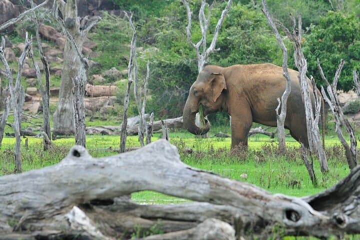 Wilpattu Glamping & Private Safari — 1 Night Tented Camp Near the Park photo 2