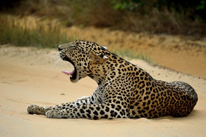 Wilpattu Glamping & Private Safari — 1 Night Tented Camp Near the Park photo 4