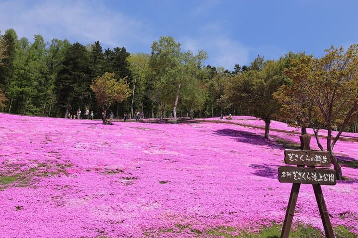 Shibazakura & Kamiyubetsu Tulip Park: Private Day Trip from Sapporo photo 2