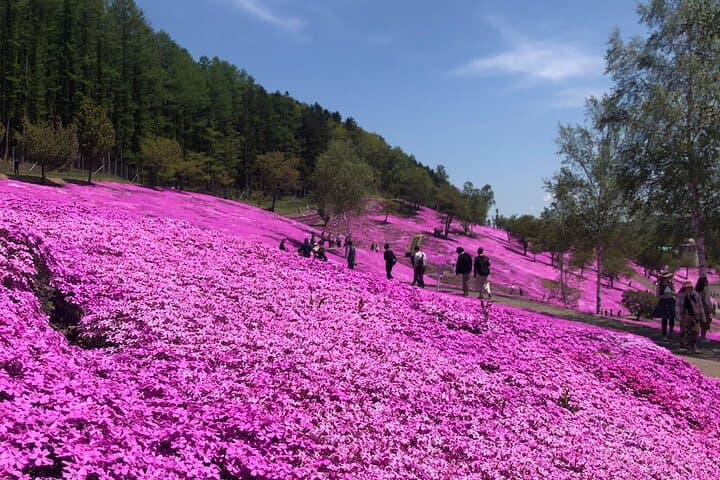 Shibazakura & Kamiyubetsu Tulip Park: Private Day Trip from Sapporo photo 3