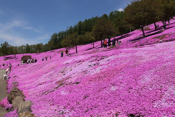 Shibazakura & Kamiyubetsu Tulip Park: Private Day Trip from Sapporo photo 4