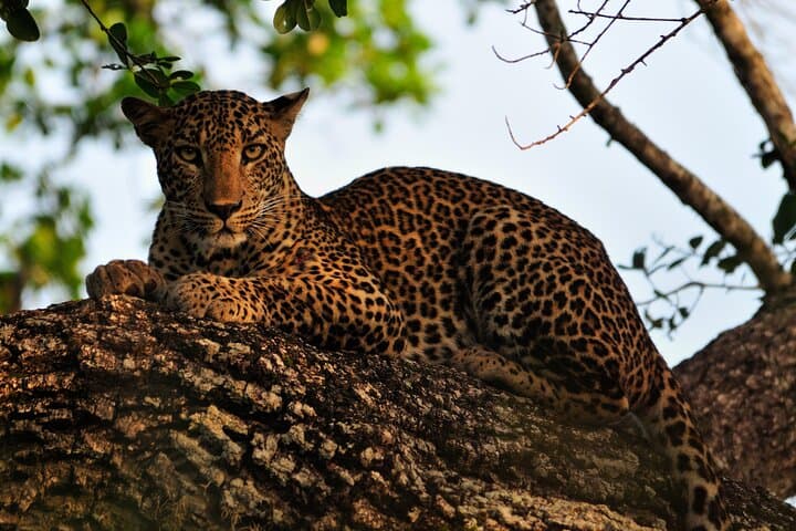 Romantic Glamping on Yala's Edge: 2-Day Safari & Coastal Wildlife Experience photo 3