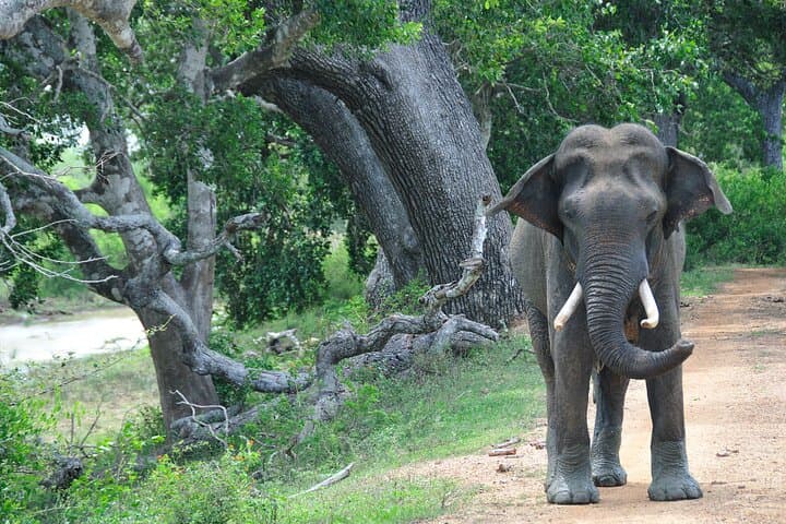 Romantic Glamping on Yala's Edge: 2-Day Safari & Coastal Wildlife Experience photo 5