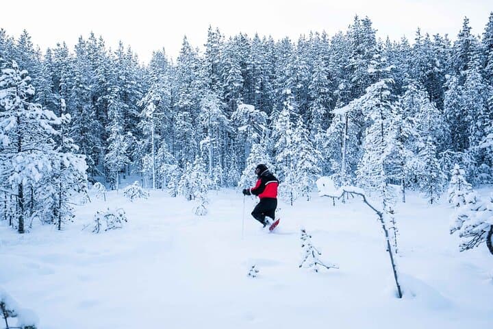 Half-Day Snowshoe Adventure & Arctic Photography in Levi, Lapland photo 6