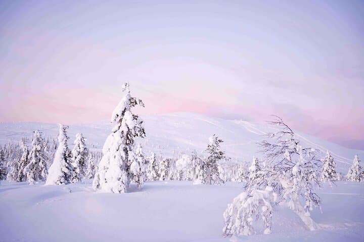 Half-Day Wilderness Hike from Levi into Pallas-Yllästunturi National Park photo 6