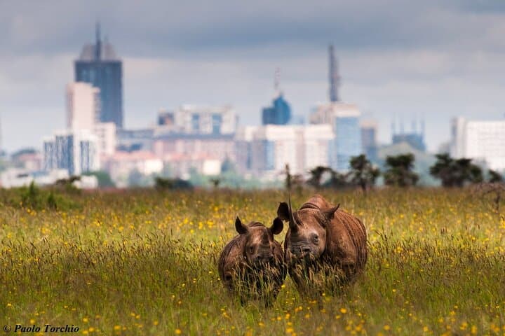 Nairobi National Park Game Drive: A Wildlife Safari Just Outside the City photo 6