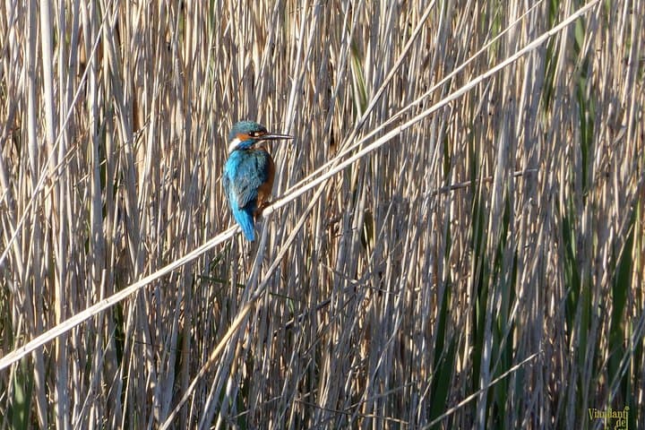 Birdwatching Boccadoro: Wetland Wildlife Walk near Trani, Italy