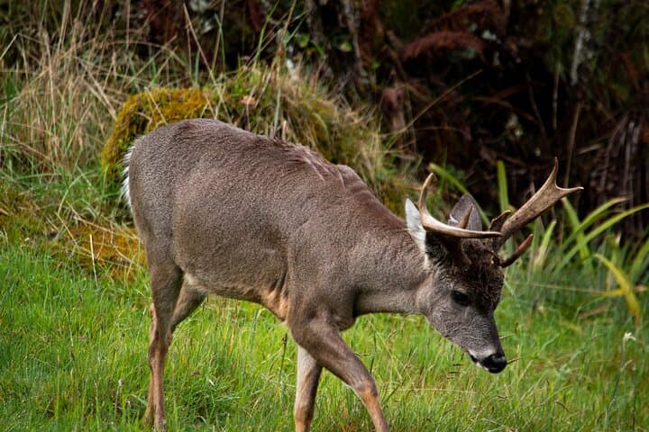 Chingaza Páramo Suasie Trail: Private Day Tour from Bogotá for Deer & High-Andean Views photo 1
