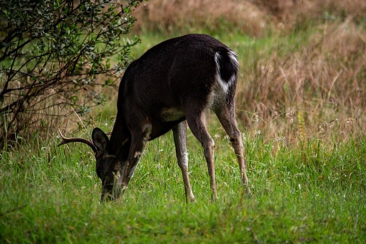 Chingaza Páramo Suasie Trail: Private Day Tour from Bogotá for Deer & High-Andean Views photo 3