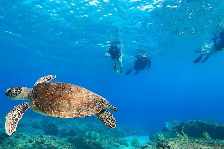 Aguadilla Shore Snorkeling Adventure: Guided Reef Tours & Sea Turtles photo 2