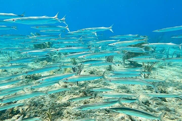 Aguadilla Shore Snorkeling Adventure: Guided Reef Tours & Sea Turtles photo 4