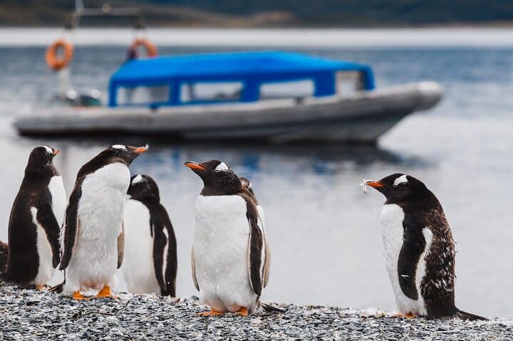 Alongside Penguins — Ushuaia's Martillo Island Walk and Beagle Channel Sail photo 6