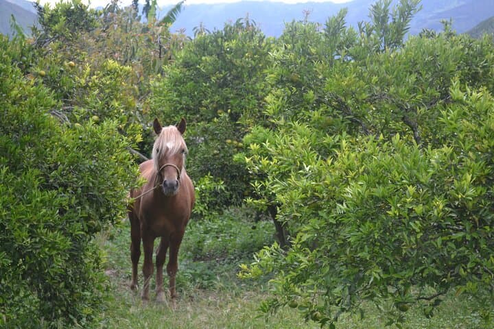 Hidden Route Day Tour from Quito: Rural Villages, Farm Harvests & Scenic Viewpoints photo 3