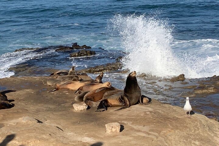 Historic La Jolla Walking Tour: A Coastal Journey Through Time and Tide photo 6