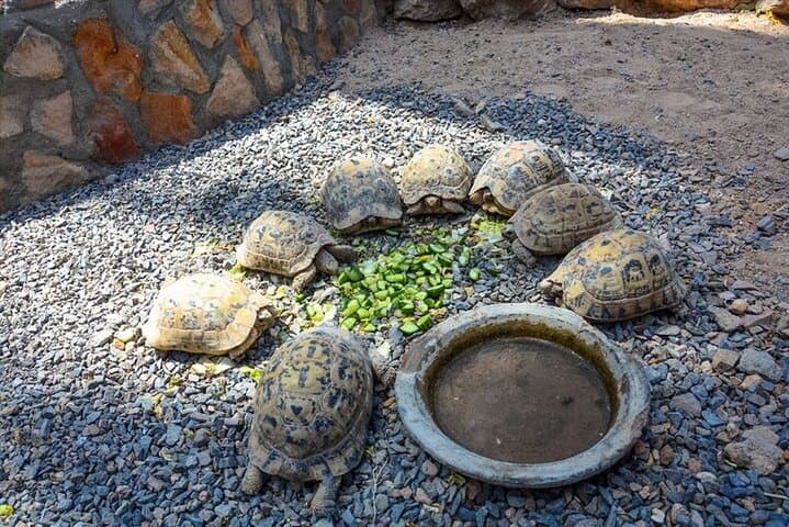 Hurghada Grand Aquarium: 2-Hour Red Sea Wonders Tour with Shark Feedings photo 5