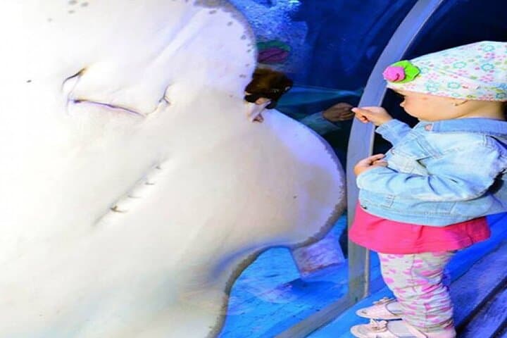 Hurghada Grand Aquarium: 2-Hour Red Sea Wonders Tour with Shark Feedings photo 6