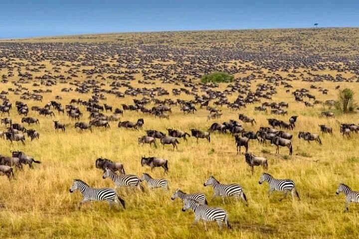 Private Maasai Mara Luxury Safari: 5-Day Big Five & Wildebeest Migration Experience photo 3