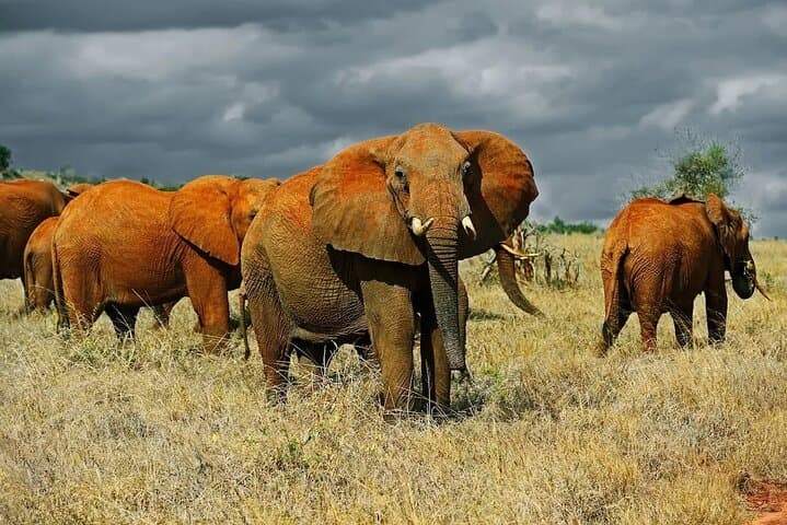 Private Maasai Mara Luxury Safari: 5-Day Big Five & Wildebeest Migration Experience photo 4