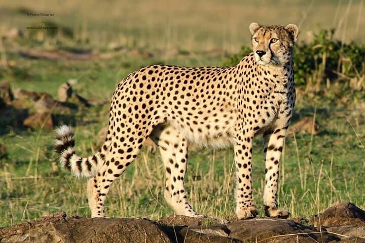 Half-Day Tour to Ann van Dyk Cheetah Centre from Pretoria