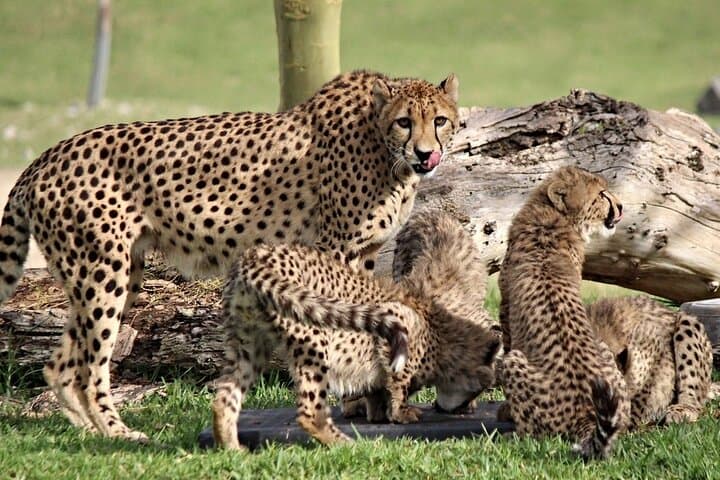 Half-Day Tour to Ann van Dyk Cheetah Centre from Pretoria photo 2