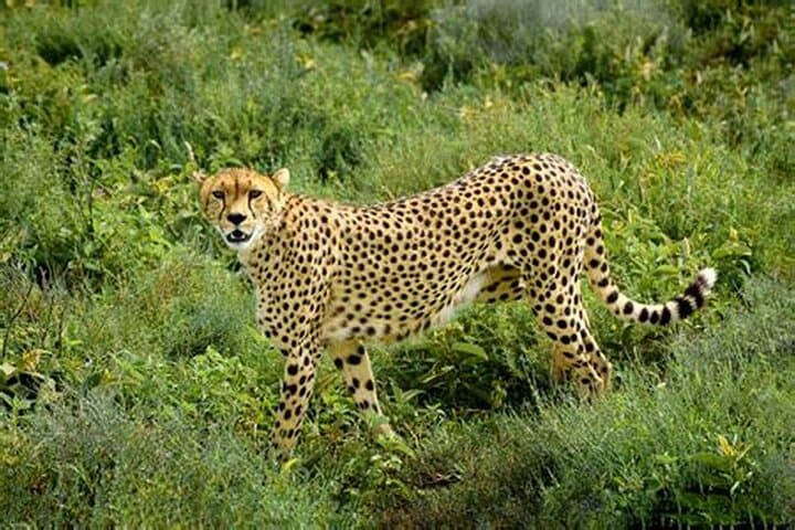 Half-Day Tour to Ann van Dyk Cheetah Centre from Pretoria photo 3