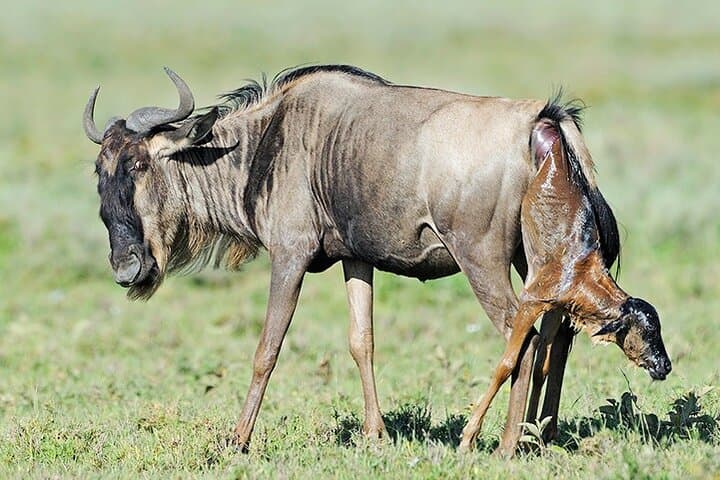 Extended Serengeti Safari: 8-Day Mara River Migration & Ngorongoro Crater photo 1