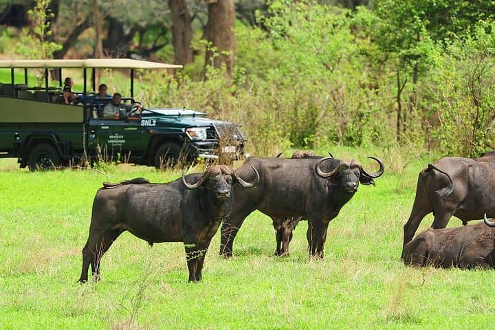 Stanley and Livingstone Game Drive Victoria Falls: Morning & Afternoon Safari photo 2