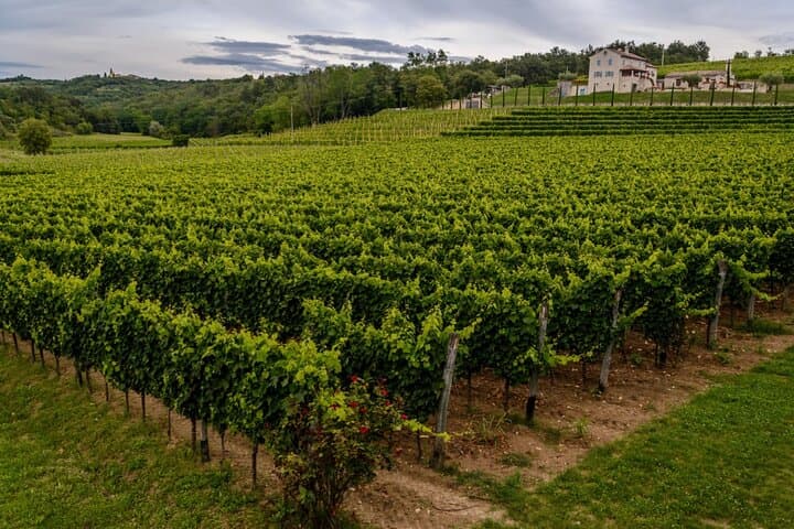 Stancija Collis Winery Adventure — Guided Tasting & Olive Oil Experience near Rovinj photo 2