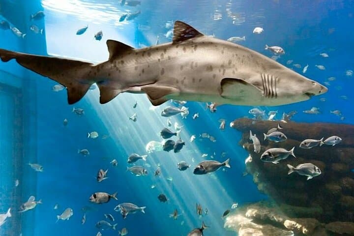 Skip-the-Line Ticket to Palma Aquarium — Plan Your 3-Hour Marine Adventure in Mallorca photo 1
