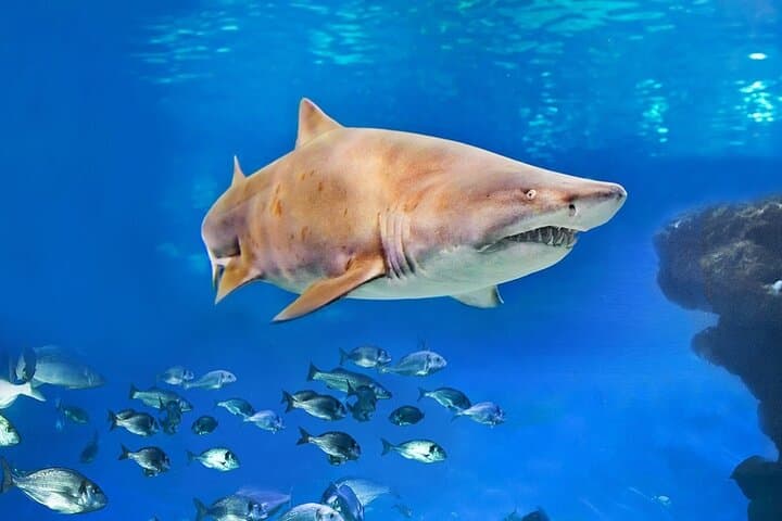 Skip-the-Line Ticket & Transfer to Palma Aquarium — Roundtrip Pickup from East Mallorca photo 2