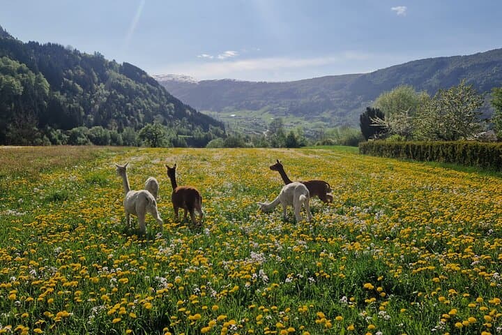 Guided Farm Hike at Steim Farm in Vik — Alpacas, Fjord Views & Local Snacks photo 3