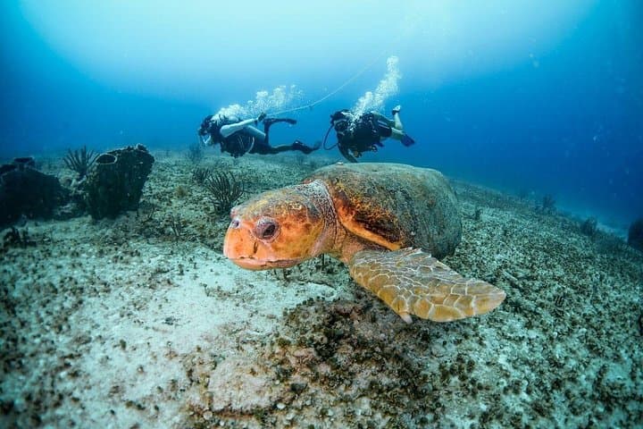 Scuba Diving Maroma Beach: Certified 1- or 2‑Tank Reef Immersion in the Riviera Maya photo 3
