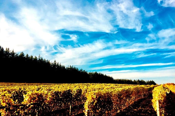Premium Fraser Valley and White Rock Private Wine Tour — BC VQA Tastings & Pier Stroll