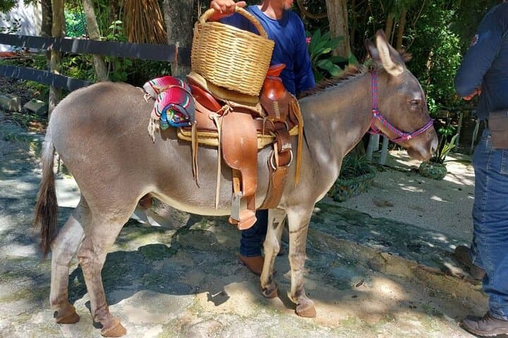 Rancho Bonanza Horseback Riding and Cenote Swim in the Riviera Maya photo 5