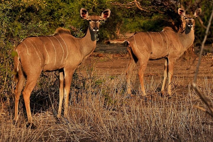 Chobe Day Trip: Game Drive & Boat Cruise on the Chobe River photo 4