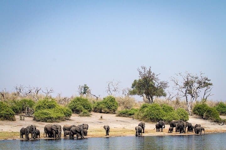 Chobe Day Trip: Game Drive & Boat Cruise on the Chobe River photo 5