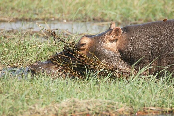 Chobe Day Trip: Game Drive & Boat Cruise on the Chobe River photo 6