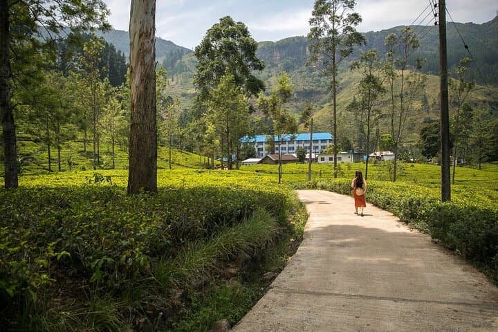 2-Day Kandy & Nuwara Eliya Tour — Temple, Tea Plantations & Ramboda Falls