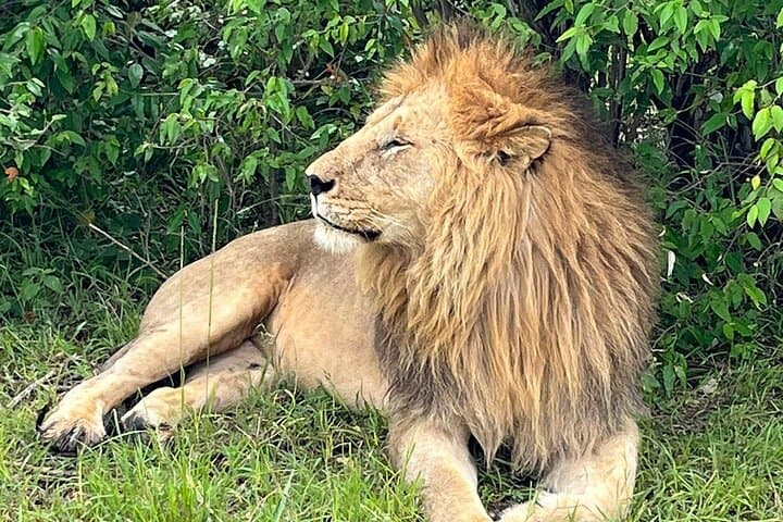 4-Day Safari: Lake Nakuru & Maasai Mara Big Five Adventure