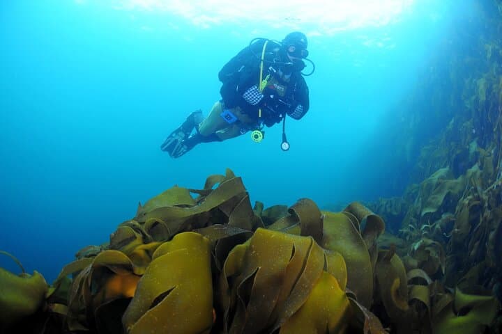 Arctic Scuba in Lofoten: Guided Dives Through Kelp Forests and Cold-Water Life photo 2