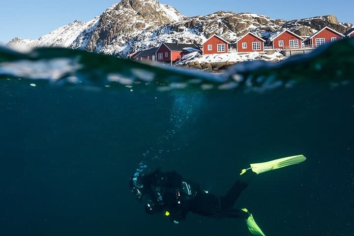 Arctic Scuba in Lofoten: Guided Dives Through Kelp Forests and Cold-Water Life photo 4