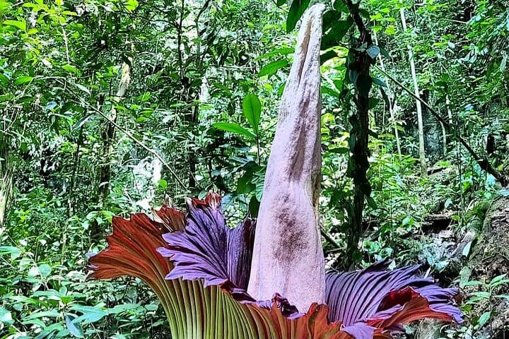 Titan Arum Trek from Medan: See the Corpse Flower in Leuser National Park