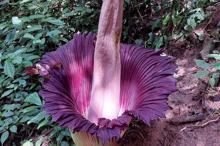 Titan Arum Trek from Medan: See the Corpse Flower in Leuser National Park photo 2