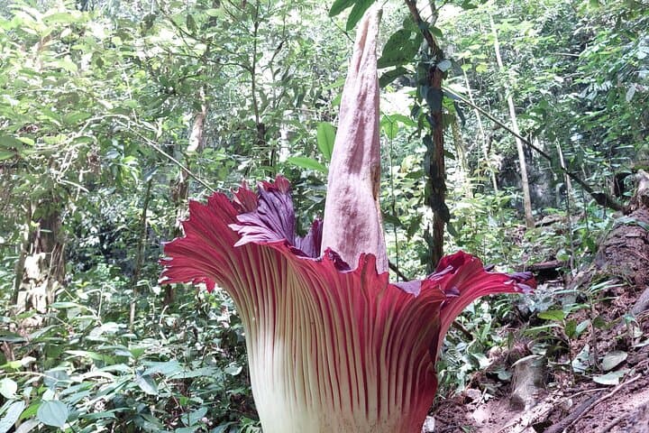 Titan Arum Trek from Medan: See the Corpse Flower in Leuser National Park photo 3