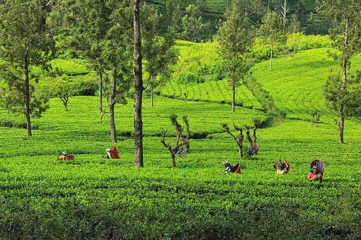 Colombo to Kandy Day Tour — Royal Botanical Garden, Temple of the Tooth & Tea Country photo 5