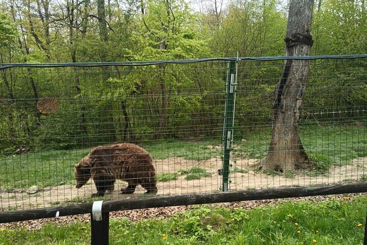 Bran Castle and Libearty Bear Sanctuary Day Trip from Brasov
