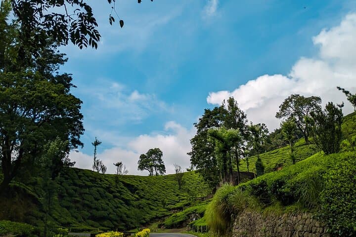 Munnar Day Trip from Kochi — Top Station, Tea Museum & Mattupetty Dam photo 5