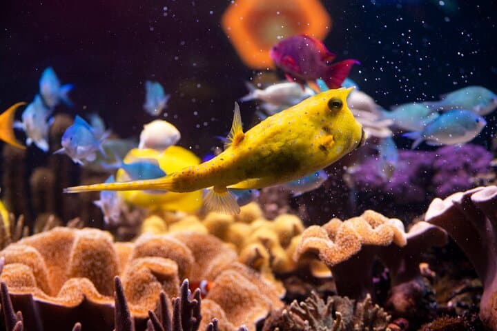 Sea Life Hannover Aquarium: Sharks, Rainforest & Ocean Tunnel Guide photo 2